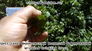 Кресс салат Широколистный Волнистый Гофрированный — Wrinkled Crinkled Cress