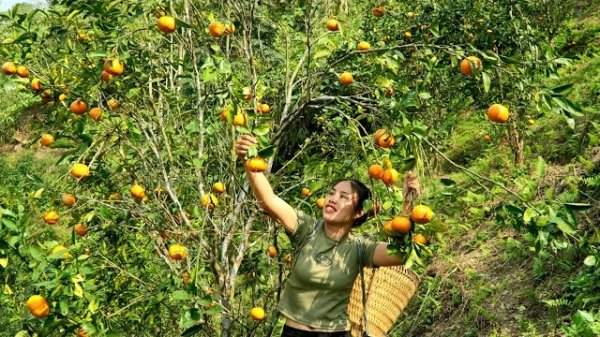Собираю урожай с апельсинового сада в конце сезона и несу его на рынок продавать. Жизнь Дуонг