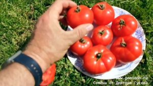 🍅Помидоры Пламя Арарата — Ararat Flame, Супер-новинка 2021 в Красной Комнате Помидома