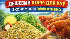 Дешевый корм для кур — экономия без потери яйценоскости и здоровья птицы

В этом видео я делюсь свои