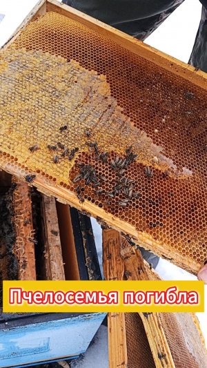 Анализ гибели пчелосемьи.