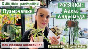 Обзор хищных растений. Как прошла адаптация?)