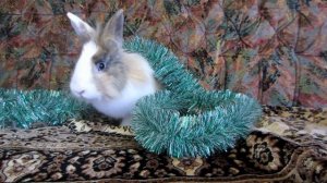 ОНИ СОБРАЛИСЬ ПЕРЕД ПОЛУНОЧЬЮ 😳✨