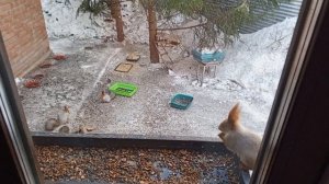 дикие белки