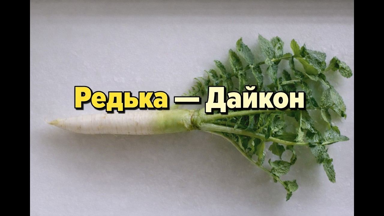 Дайкон — редька для огорода: простое выращивание смотреть онлайн