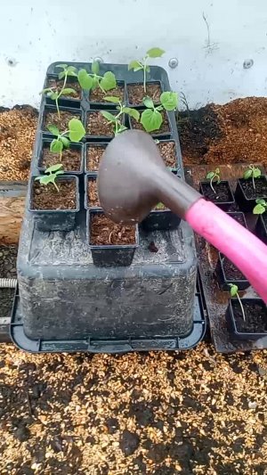 Всем привет. Пойдемте посмотрим как поживают наши помидорки, укореняются ли пасынки, и проростает...