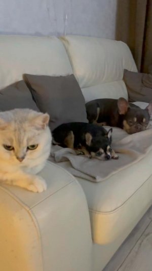 Бульдог по имени Гастон лучшие Друзья