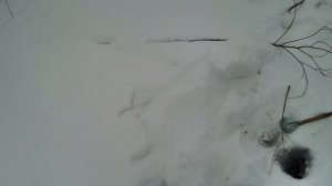 ловля налима