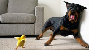 ЗАБАВНЫЕ МАЛЫШИ-ЖИВОТНЫЕ, КОТОРЫЕ ВАС НАСМЕШАТ