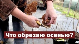 САНИТАРНАЯ ОБРЕЗКА метельчатой гортензии ОСЕНЬЮ