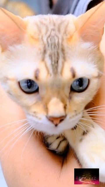 От создателей: «а почему?», «а когда?», «а зачем?»😂