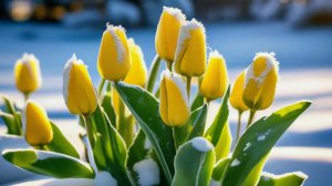 Хочу тюльпанов )