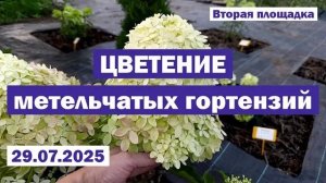 29.07.2025 // ЦВЕТЕНИЕ метельчатых гортензий В ОТКРЫТОМ ГРУНТЕ // Вторая площадка