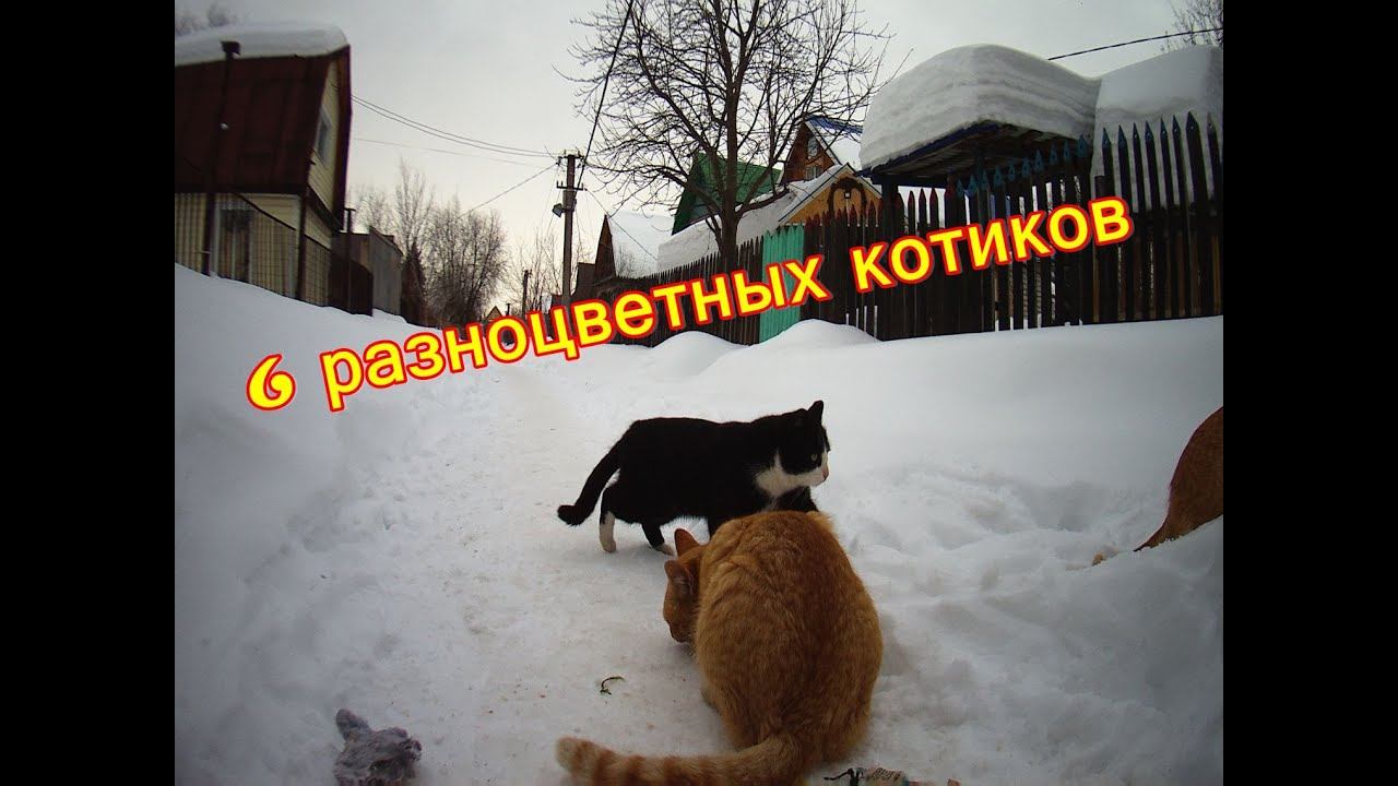 Шесть разноцветных котиков. 19.03.2021 г.