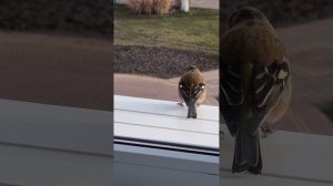 LOVE  BIRDS 🐦 #залипательно #лучшее #video #rec #pop #популярно #птицы #зима #еда