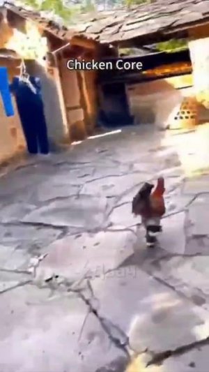 СБОРНИК ВИДЕО С КУРОЧКАМИ