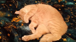 С моим Зефиркой все плохо.