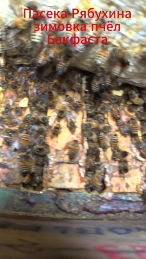 ЗИМОВКА ПЧЁЛ В СЕРЕДИНЕ ФЕВРАЛЯ.