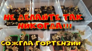 НЕ ДЕЛАЙТЕ ТАК НИКОГДА!!! КАК Я СОЖГЛА ГОРТЕНЗИИ...