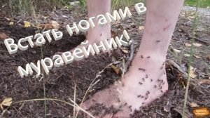 Муравьи кусают!