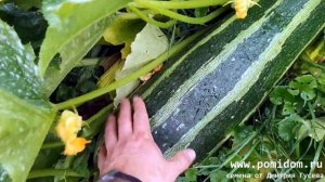 Гигантские Супер Кабачки Марроу Выставочные Marrow Exhibition Giant в Подмисковье