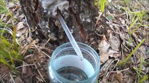 ✔Когда и как собирать♻ берёзовый сок - показываю...✔