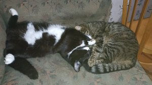 Деревенские будни//Весёлое утро//Драники на ужин//Новый этап в жизни козлят.