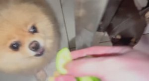 Похрустели зеленушкой, да так, что хруст на весь дом.