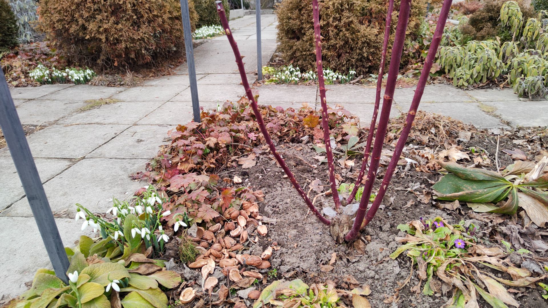 Обрезка всех групп роз в моём саду 13-16.02.2026 г. Пятигорск, зона 6б смотреть онлайн