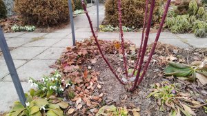 Обрезка всех групп роз в моём саду 13-16.02.2026 г. Пятигорск, зона 6б