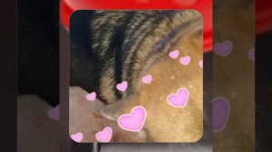 1000048734.mp4 (Собака наблюдает за устройством лестницы на 2 этаж в доме А-фрейм)