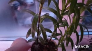 Атмосферное видео 🤗🧚♂красивейший закат, зацветающие лилии в феврале ❤#лилия #цветыдлядома #орхиде