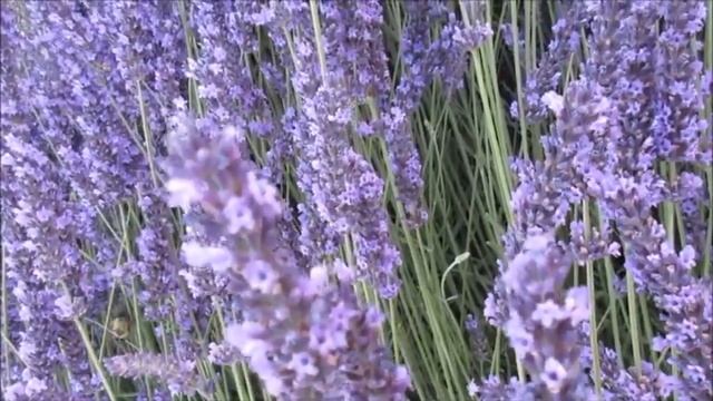 Как странно..._ Музыка и исполнение_ Олег Сапегин, стихи_ Юлия Вихарева