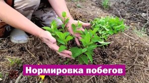 Всё о НОРМИРОВКЕ ПОБЕГОВ метельчатой гортензии