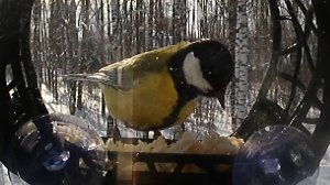 Синицу транжиру должен знать в лицо каждый!