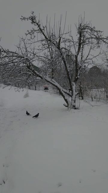 Новолуние 17 февраля смотреть онлайн