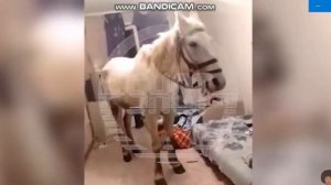 Лошадь в квартире. Кузбасс