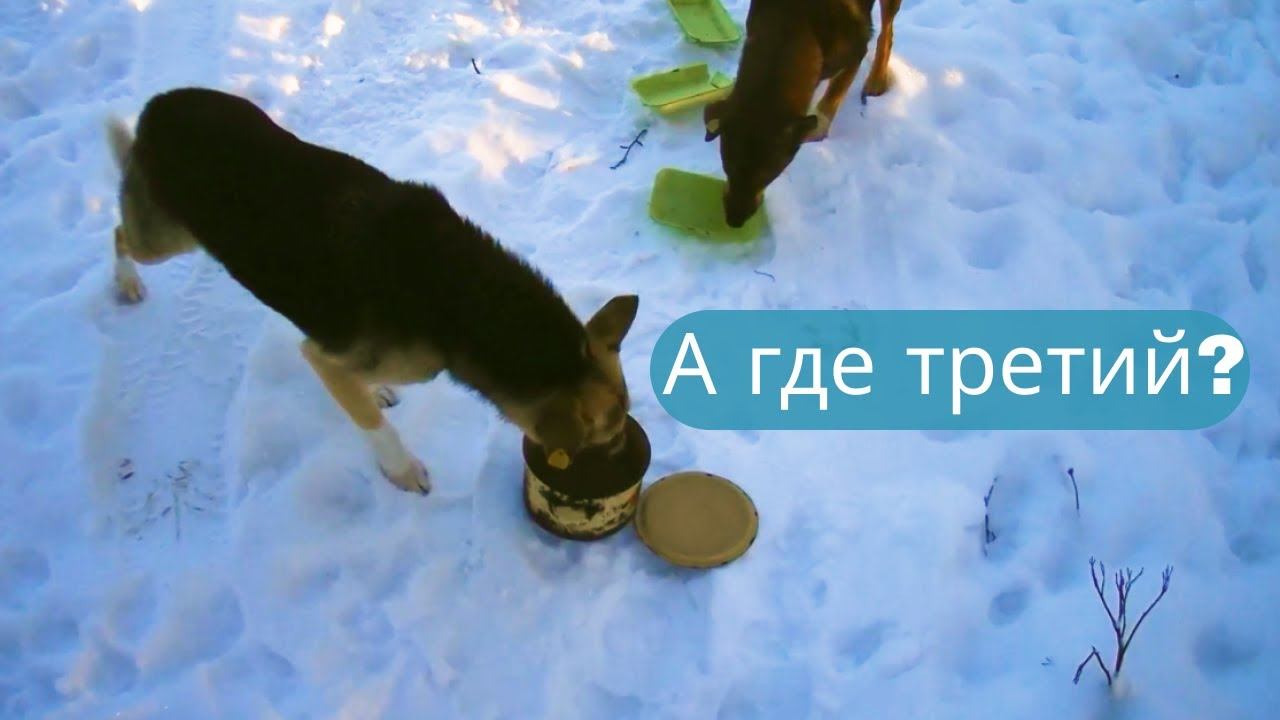 ✔Что-то я не вижу вашего вожака  ...#shorts✔