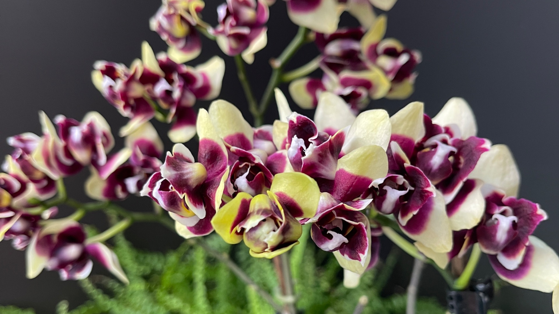 Цветение орхидей в феврале 2026🌸🌸🌸 смотреть онлайн