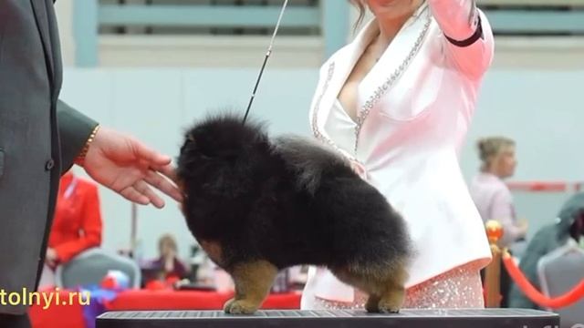 Выставка  «Лучшие собаки и кошки России», трансляция выступления нашего звездного Кинга!