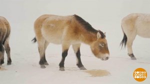 Лошади Пржевальского: краснокнижные, но хулиганистые... Доброе утро. Фрагмент выпуска от 16.02.2026