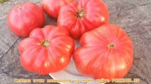 Один из самых вкусных ГИГАНТОВ С ТОНЕНЬКОЙ КОЖИЦЕЙ помидоры Джаз!