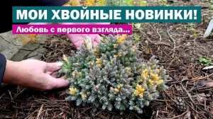 ХВОЙНЫЕ НОВИНКИ В МОЁМ САДУ! Обзор и первые впечатления — чем они меня покорили