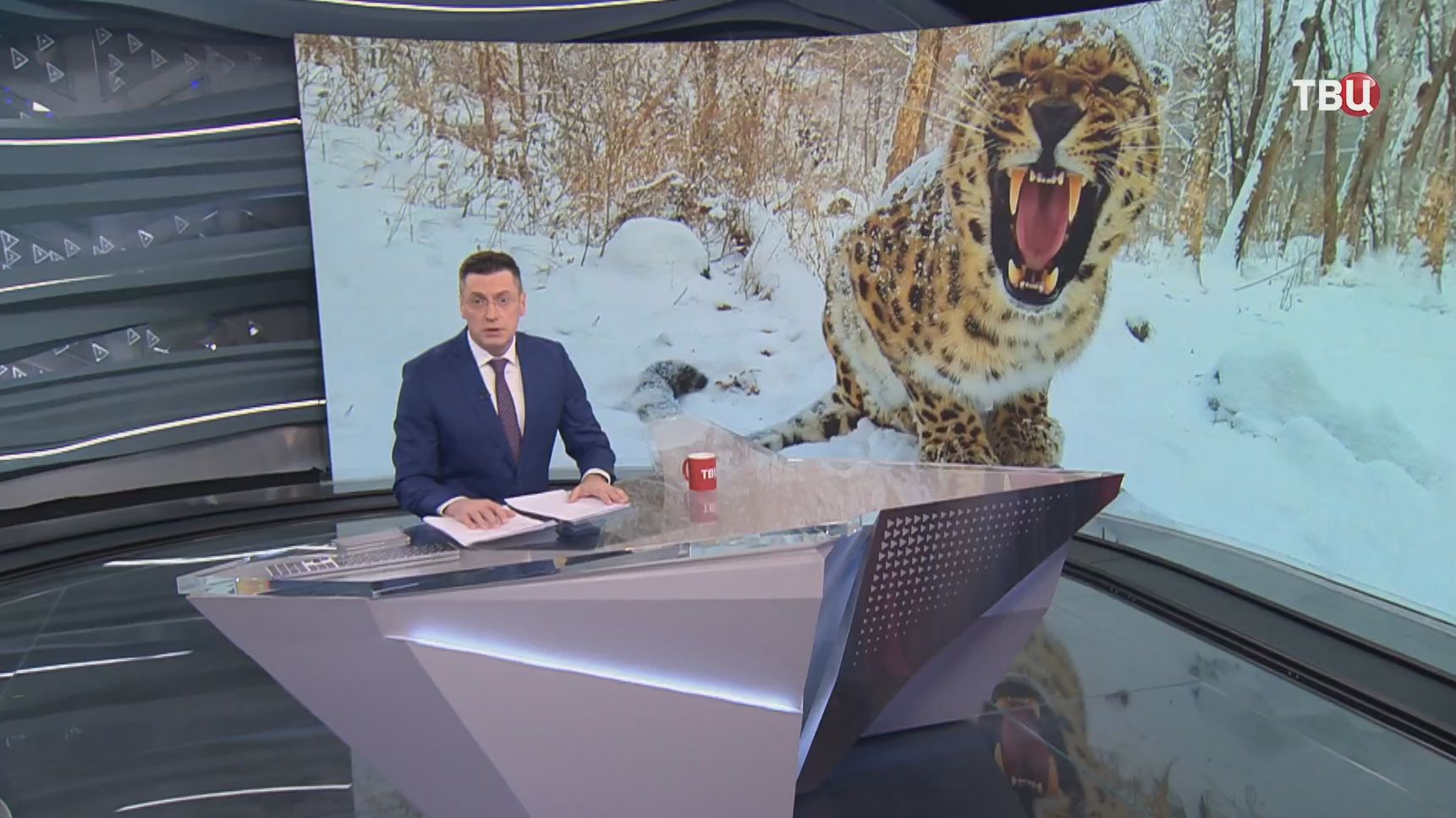 Съел кошку, напал на собаку: леопард держит в страхе жителей сел в Приморье смотреть онлайн