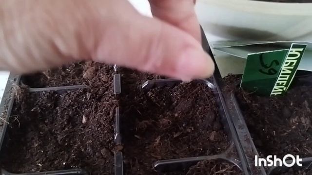 Посев на рассаду корневого сельдерея и лука порея. смотреть онлайн