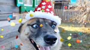 Наша лапочка Жужа.