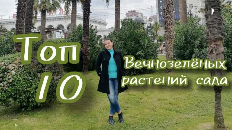 Хит- парад вечнозелёных жителей Южного сада. _Скелет _ межсезонья в моём саду