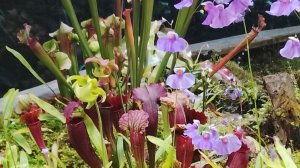 Субтропики в зимней столице.