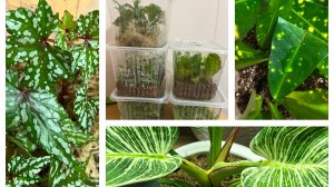 Приятные новости! Цветочная перестановка!