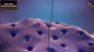 Биосинтез белка